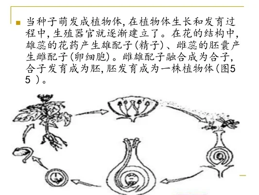 植物种子形成与繁殖过程解析