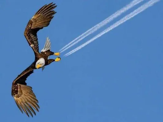 鹰击长空的击好在哪里-鹰击长空壮丽景象